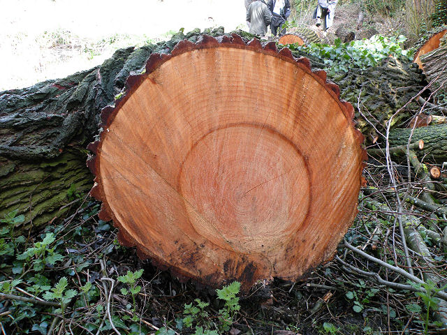 The freshly sawn end of a felled willow trunk, the orange-brown cut face crossed by concentric annual growth rings with a paler outer band of sapwood inside the dark bark