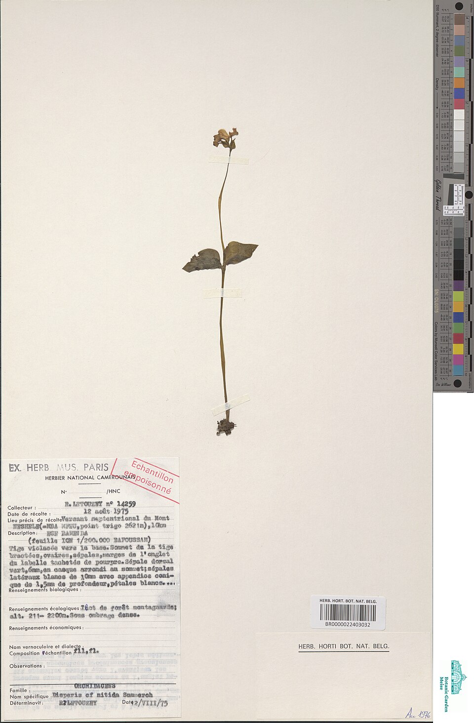 A mounted herbarium sheet: a pressed and dried orchid, root to flower, fastened to white card with paper straps, with a typed collector's determination label pasted at the foot of the sheet