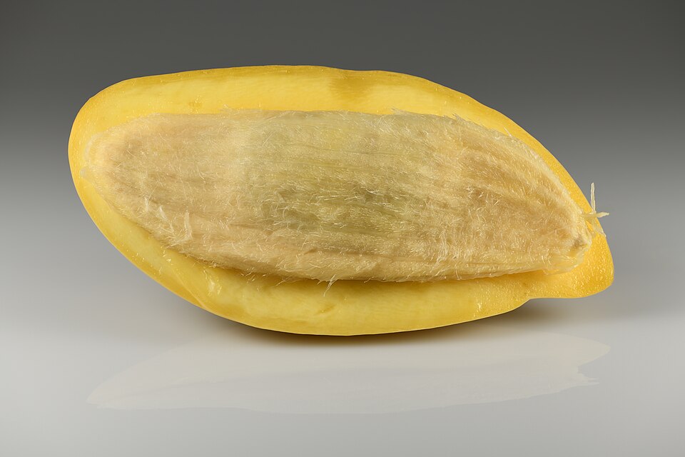 A mango cut open lengthwise, showing the thin yellow skin at the rim, the thick pale-yellow juicy flesh filling most of the fruit, and the flat fibrous stone lying along the centre
