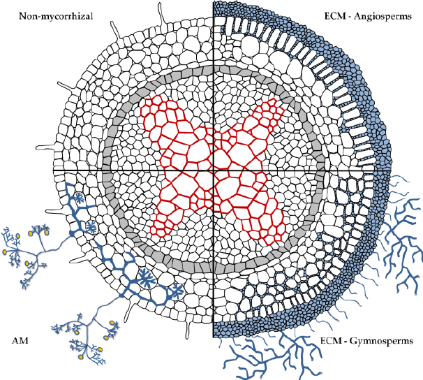 Labelled diagram of a root in cross-section divided into quarters comparing a non-mycorrhizal root, an arbuscular mycorrhizal root, and ectomycorrhizal roots of angiosperms and gymnosperms, the ectomycorrhizal quarters sheathed in a dense fungal mantle with hyphae radiating out into the soil