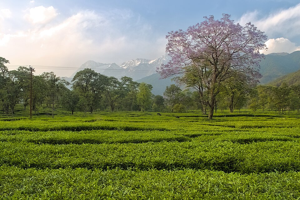 A tea garden at Nagri in the Kangra valley, Himachal Pradesh, its clipped green tea bushes running to a line of trees, with the snow-capped Dhauladhar range rising behind