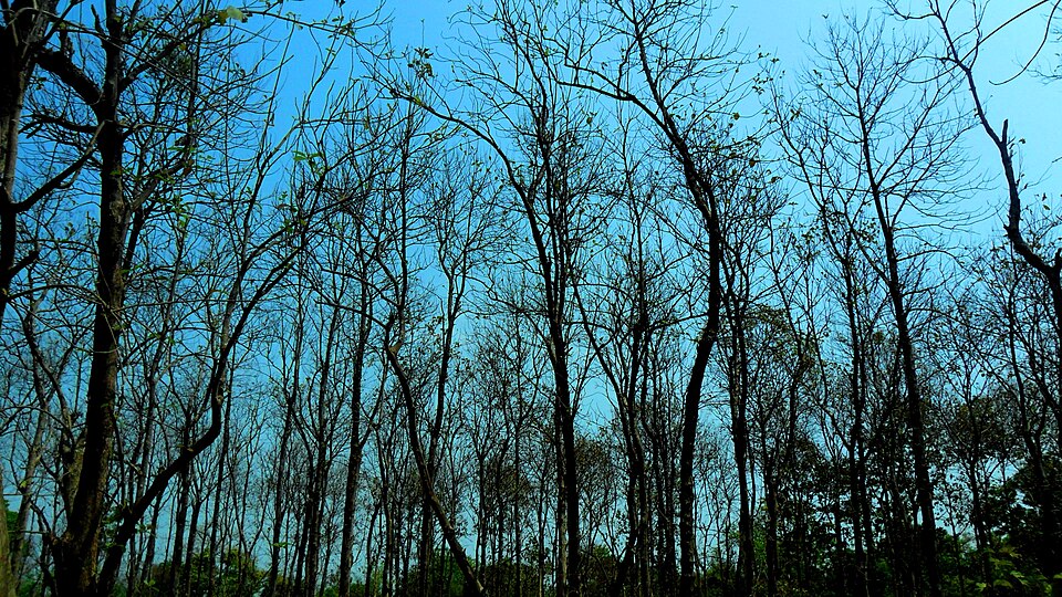 Tall bare-branched deciduous trees of the Madanpur forest inside Valmiki Tiger Reserve, Bagaha, West Champaran district, Bihar, silhouetted against a clear blue sky