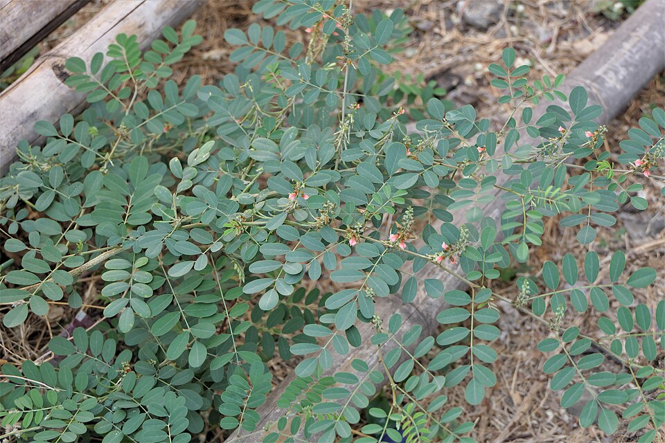 A spreading indigo bush (Indigofera tinctoria) growing at the edge of a field, showing pinnate compound leaves and slender spikes of small pink-red flowers