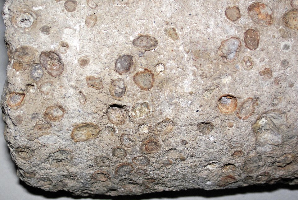 A slab of pisolitic bauxite, pale buff rock studded with pea-sized rounded concretions