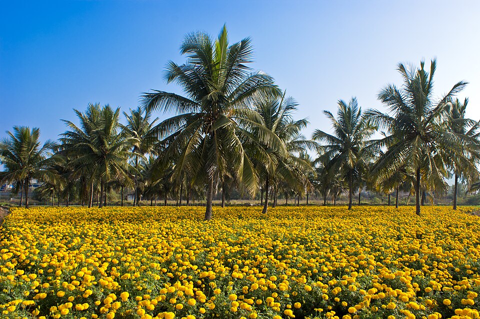 A field of yellow marigolds grown between rows of tall coconut palms, two crops sharing the same plot