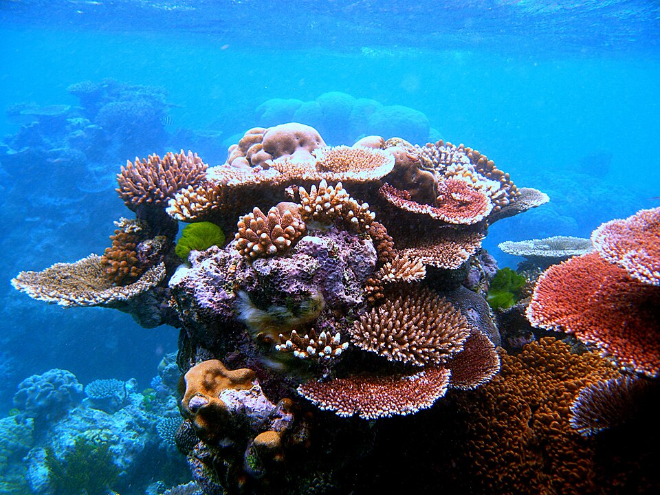 An underwater coral outcrop on the Great Barrier Reef, massed with plate-shaped and branching Acropora corals in brown, pink and purple