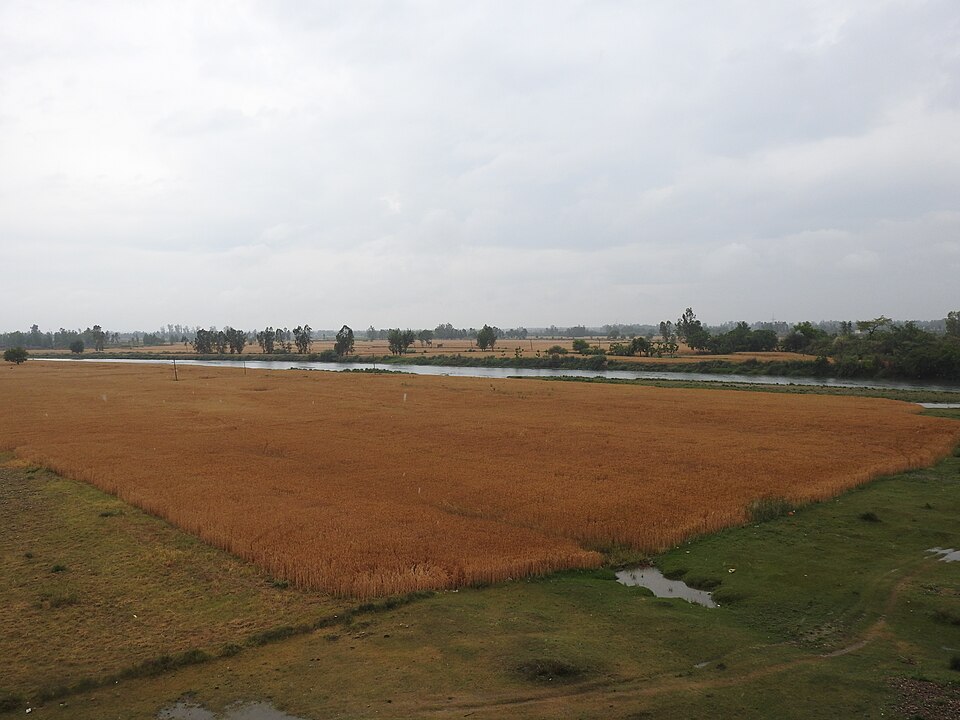 A ripe golden wheat field in Punjab running up to a canal, with green fields and trees on the far bank