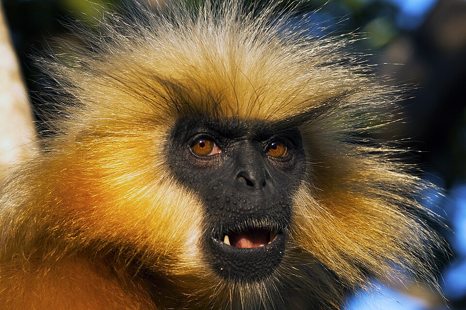 Close-up of a golden langur, its black face framed by a halo of golden-cream fur
