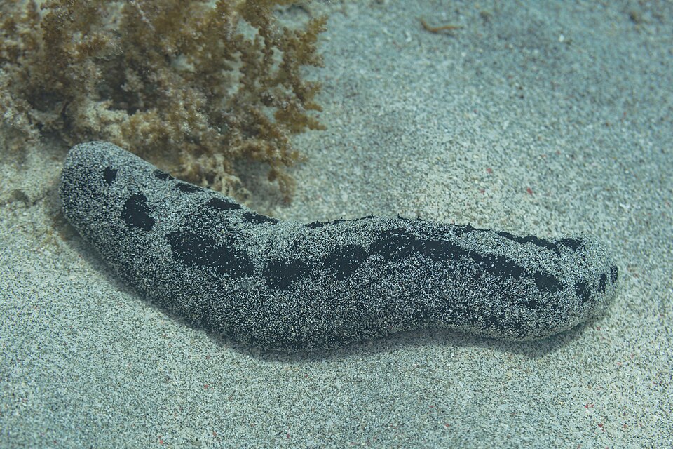 A black sea cucumber, Holothuria atra, lying on a sandy seabed with grains of sand coating its leathery body