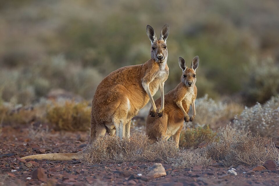 Two red kangaroos standing upright on stony scrubland, the larger one facing the camera