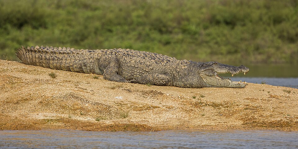 A mugger crocodile basking with its jaws open on a sandbank beside a river