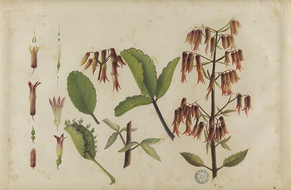 Botanical plate of Bryophyllum pinnatum showing its flower spike, leaves, and a detached leaf with young plantlets sprouting along the notched margin