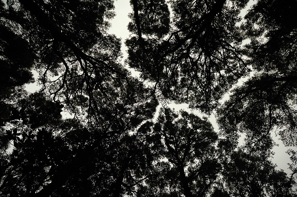 Interlocking crowns of tall forest trees photographed from the forest floor, silhouetted against a bright sky