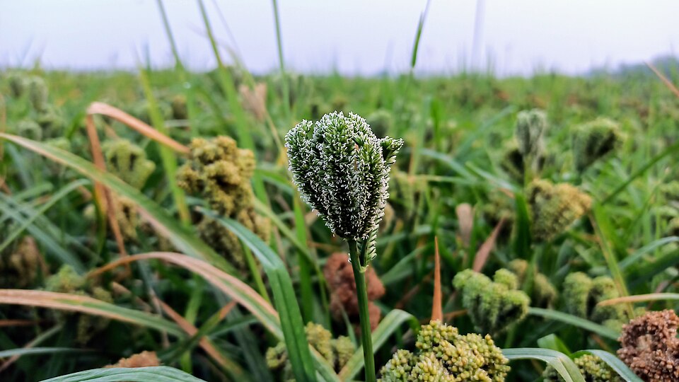 A finger millet crop in the field, the ripening ear-heads made up of several finger-like spikes clustered at the top of each stem