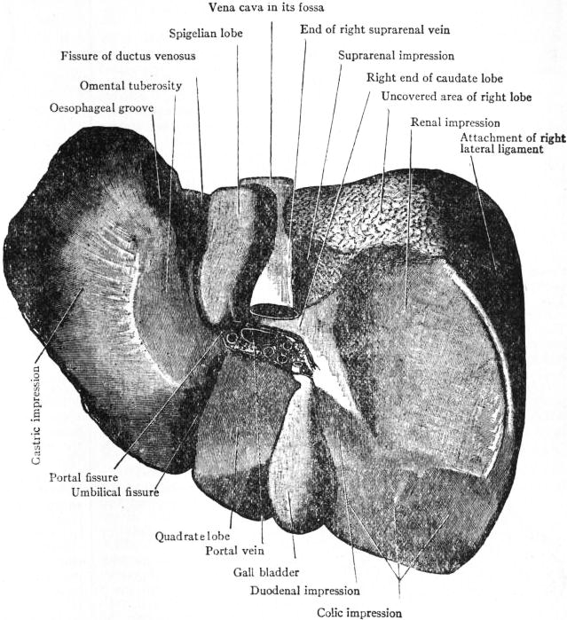 Labelled anatomical engraving of the human liver seen from below and behind, with the portal vein, portal fissure, gall bladder and the lobes marked
