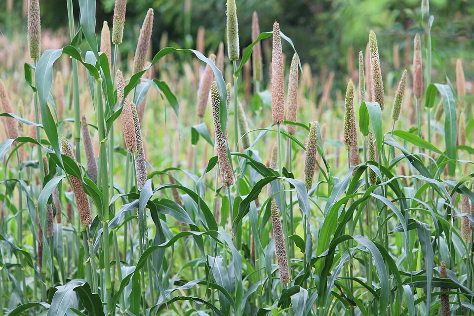 A stand of pearl millet in a field, the tall stems carrying dense cylindrical grain spikes above long green leaves