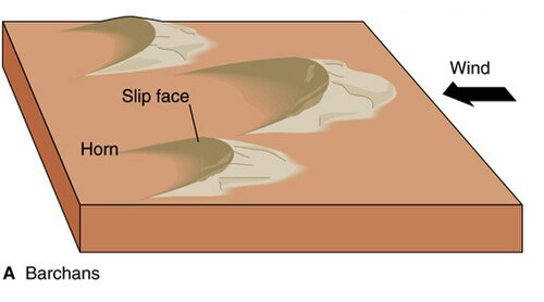 Labelled block diagram of barchan dunes: crescent-shaped sand dunes with the slip face and trailing horns marked and a wind-direction arrow at the side