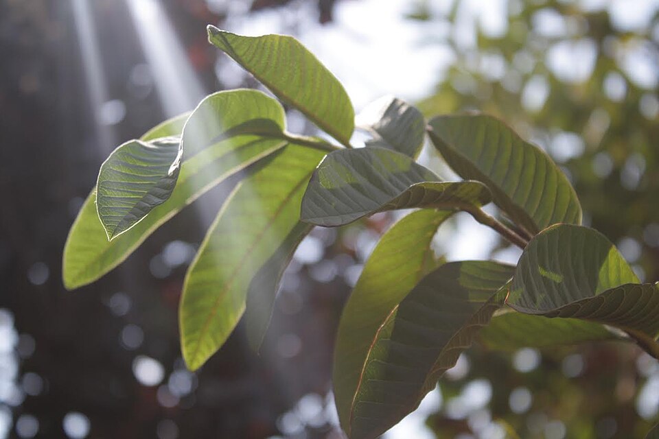 Sunlight streaming through a spray of green guava leaves, their veins backlit against a bright sky