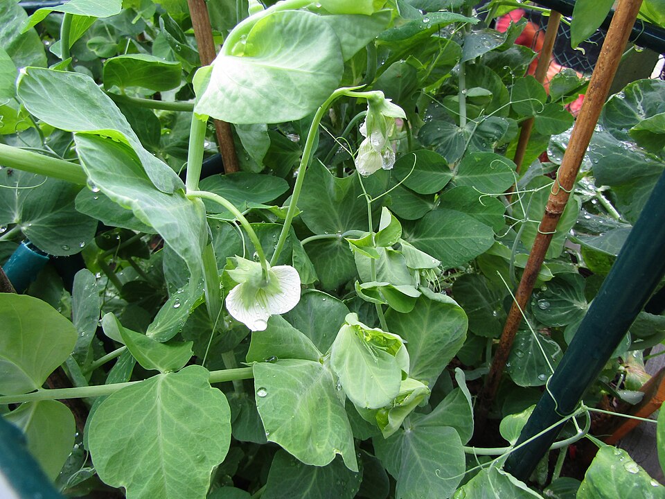 A garden pea plant climbing canes, its white flowers open among rounded leaves and curling tendrils