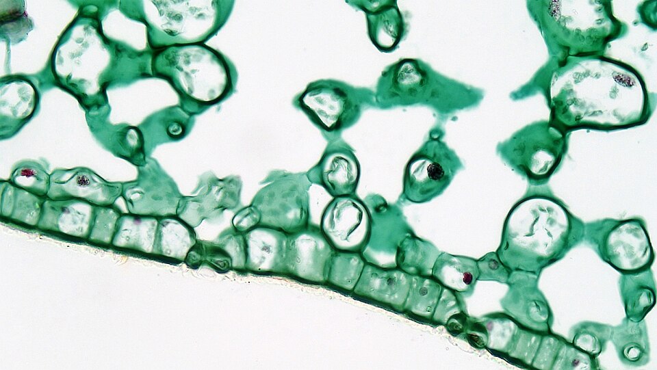 A stained light micrograph of a leaf in section: a single row of epidermal cells along the lower surface, broken by paired guard cells around a stomatal pore, with loose spongy mesophyll above