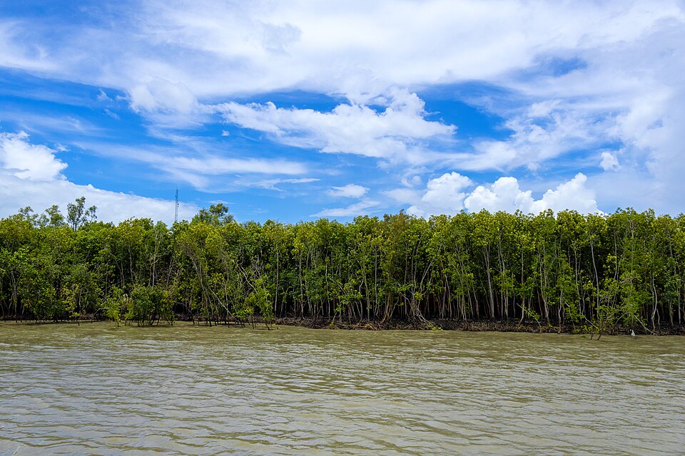 A dense wall of mangrove trees along the bank of a wide, silt-laden tidal channel in the Sundarbans under a cloud-streaked sky