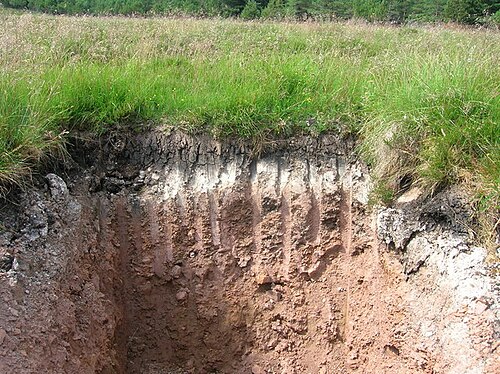 An exposed podzol soil section beneath grass: a dark organic top layer, a pale bleached band under it, and reddish-brown iron-stained soil below