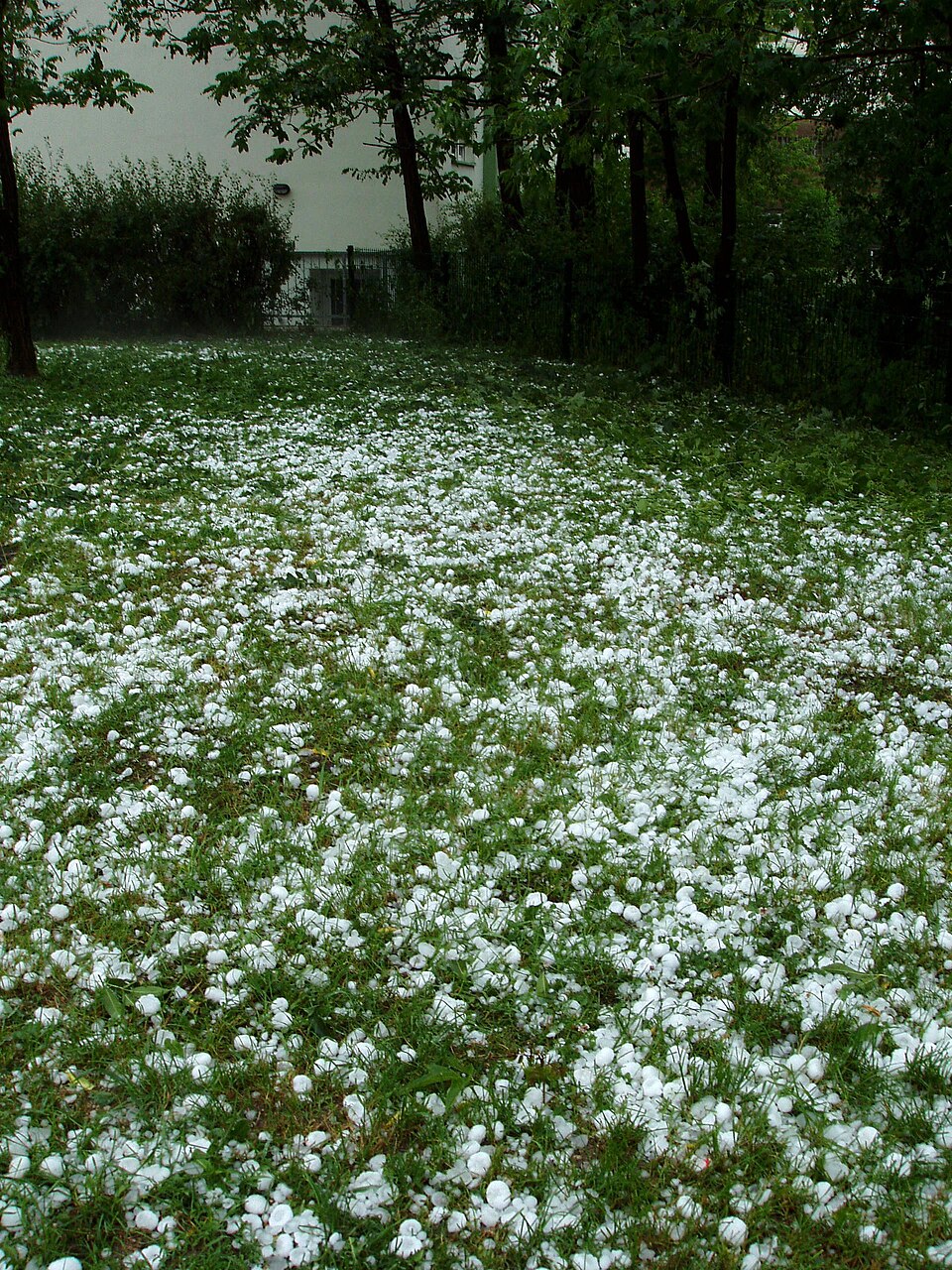 A garden lawn carpeted with thousands of white hailstones after a storm, with trees and a house behind