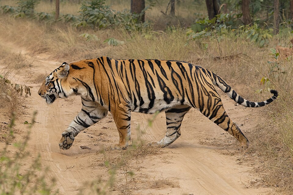 A wild Bengal tiger in full side profile crossing a dusty forest track, its broad black stripes clear against orange fur