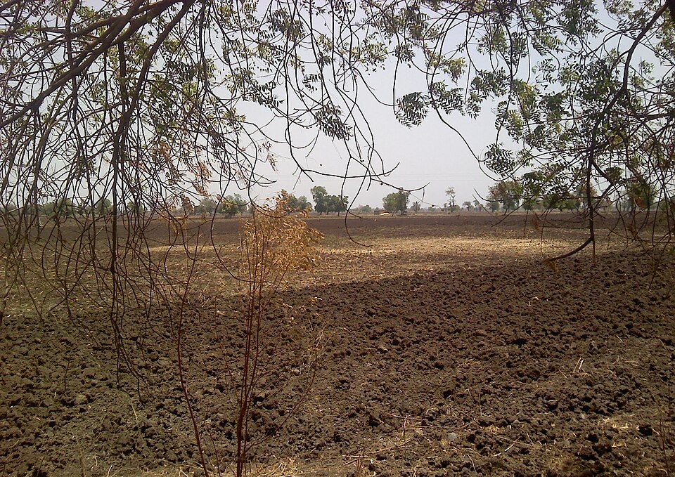 A ploughed Indian field turned into dark clods of black cotton soil, dry and bare under a hazy sky with trees on the horizon