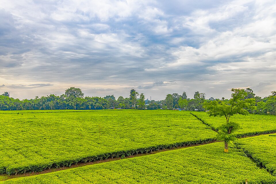 A flat expanse of clipped tea bushes in an Assam tea garden, divided by narrow paths with shade trees and a treeline on the horizon