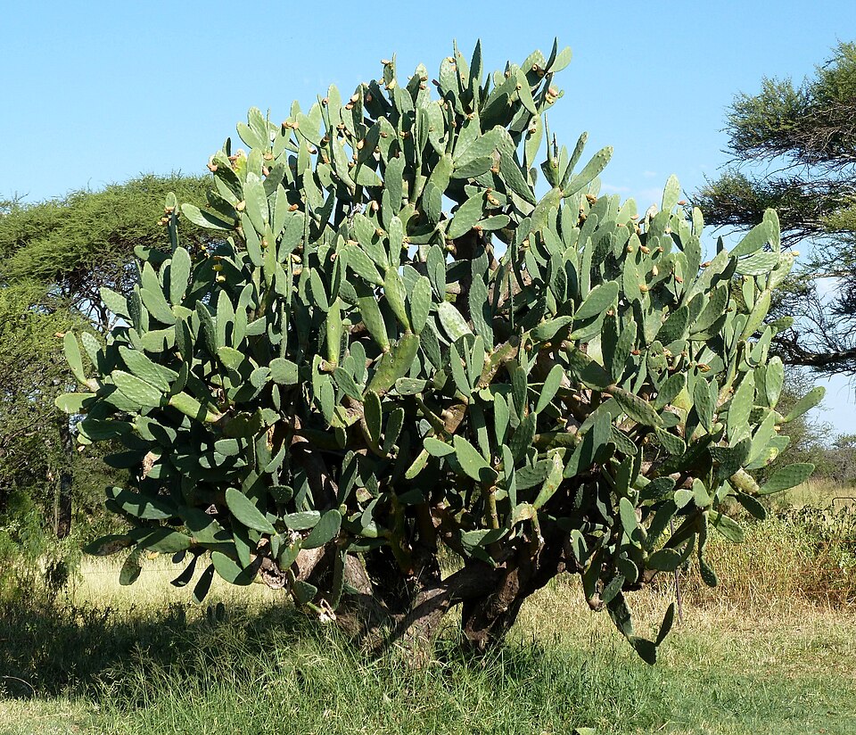 A large prickly pear (Opuntia ficus-indica) growing in dry grassland, built up from many flattened oval green pads branching from a woody base