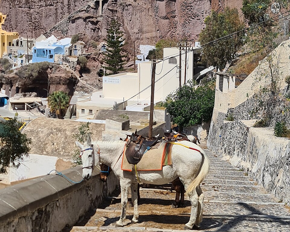 A saddled white mule with long donkey-like ears and a horse-sized body standing on a stepped cobbled path in Santorini.