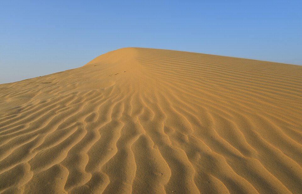 A ripple-marked crest of golden sand dune in the Thar Desert rising against a clear blue sky.