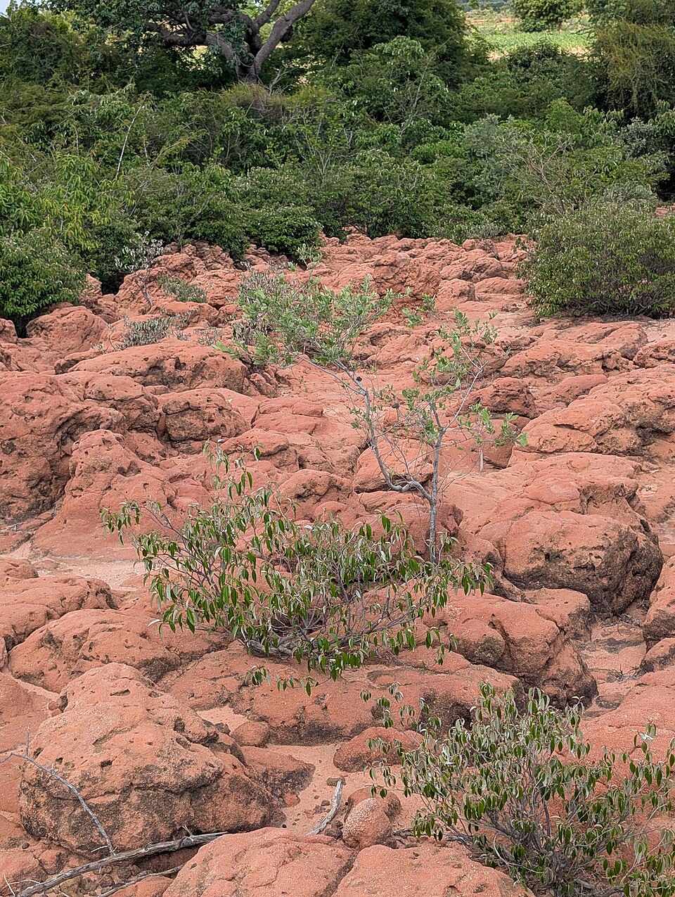 A weathered outcrop of red, pitted laterite rock with sparse scrub growing between the iron-rich blocks.