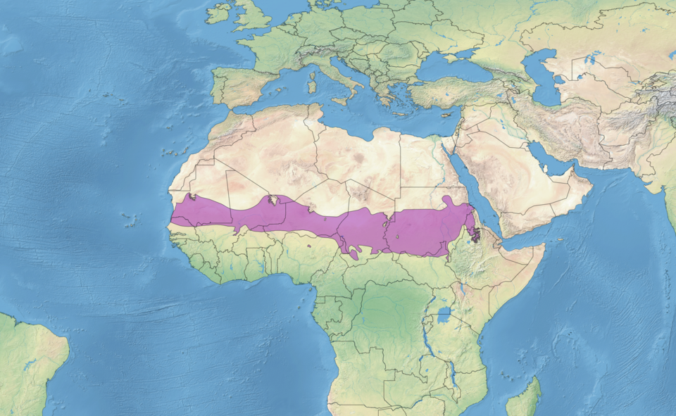 A relief map of Africa with the Sahel belt shaded in magenta, running along the southern edge of the Sahara from the Atlantic coast to the Red Sea.