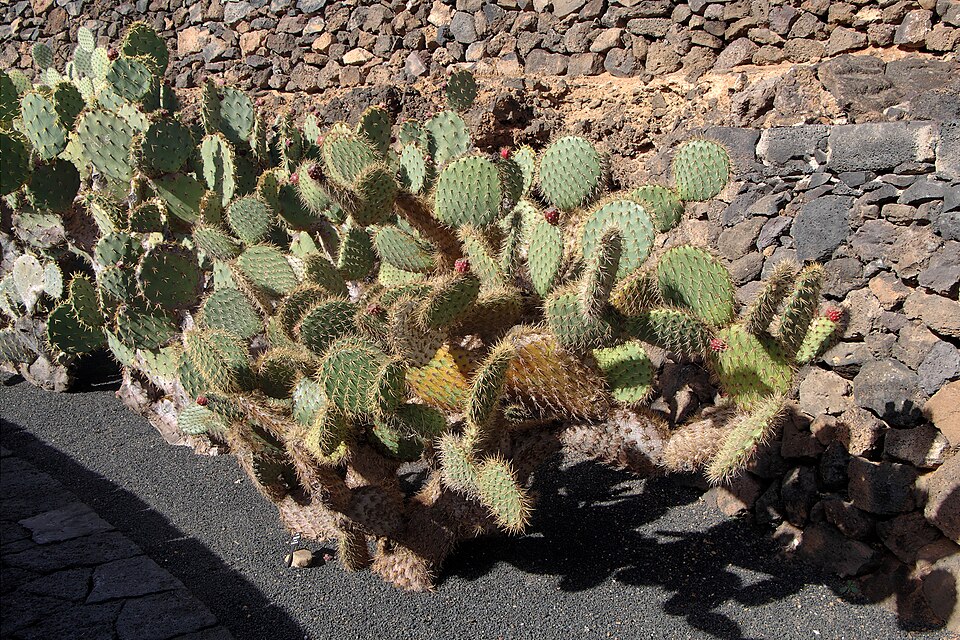 A sprawling prickly pear cactus whose flat green stem pads are covered in clusters of sharp spines, growing beside a dry stone wall.