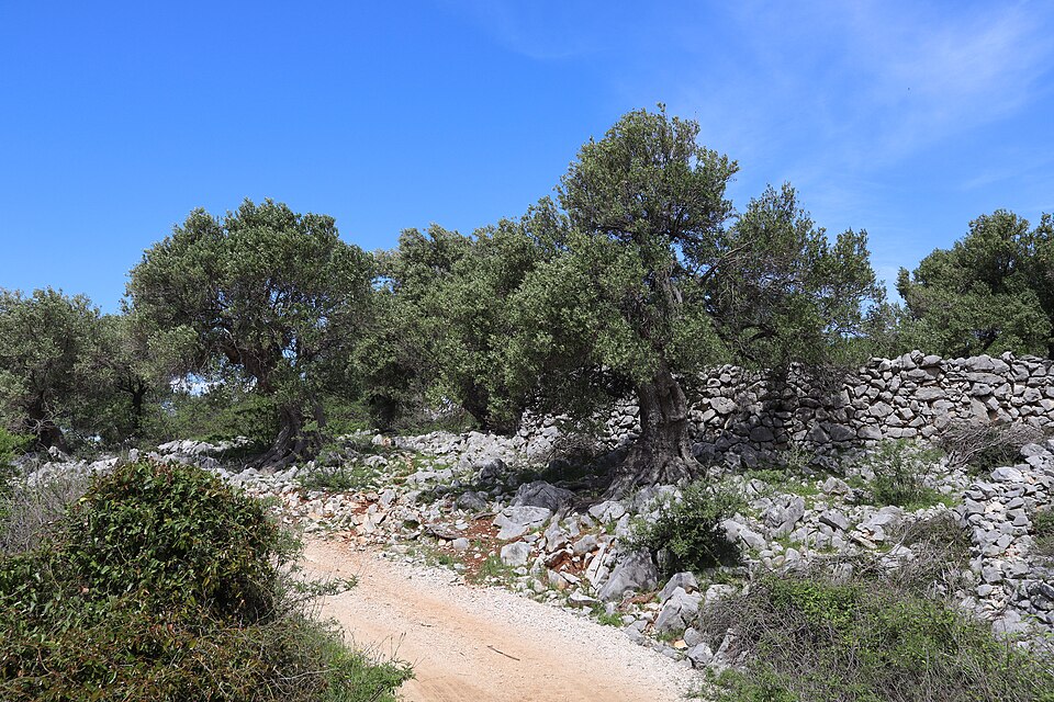 A grove of gnarled old olive trees growing on bare white limestone beside a dry-stone wall and a gravel track under a deep blue sky.