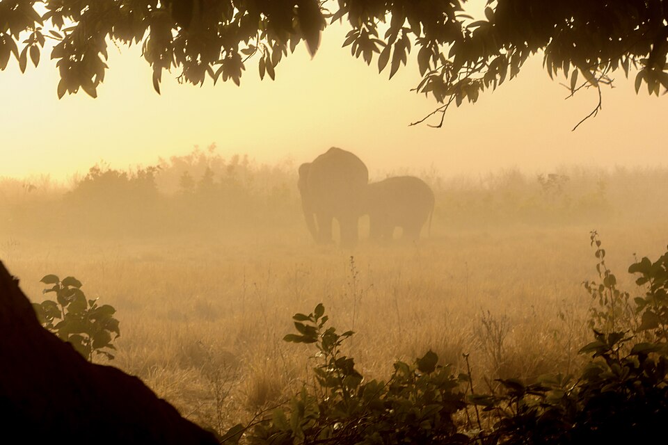 Two elephants standing in misty dawn grassland at Jim Corbett National Park, Uttarakhand.