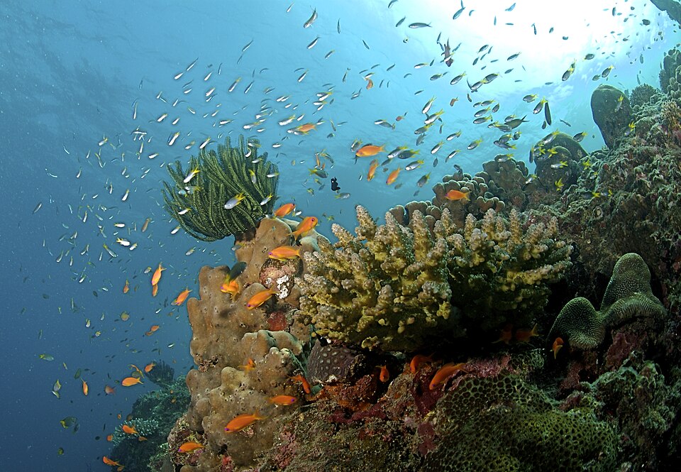 An underwater view of a shallow coral reef in the Andaman Islands, with branching and encrusting hard corals and shoals of small orange and silver fish above them.