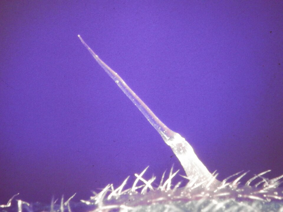 A magnified view of a single needle-like stinging hair standing up from the bristly surface of a nettle leaf.