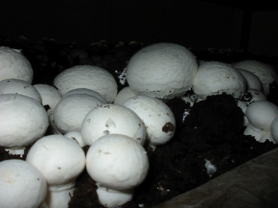 Rows of white button mushrooms pushing up through dark compost in a mushroom growing bed.