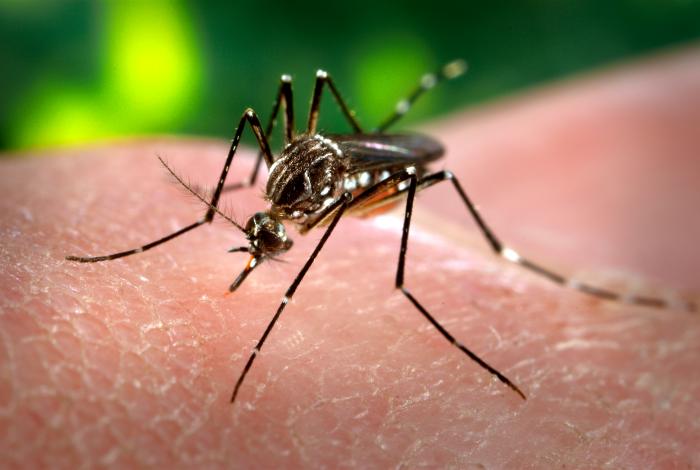 A close-up of an Aedes aegypti mosquito with white-banded legs and pale lyre-shaped markings on its thorax, resting on human skin.