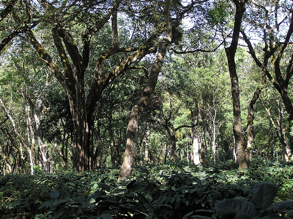 Coffee bushes growing in the shade of tall canopy trees on a traditional shade-coffee estate in Chikmagalur, Karnataka.