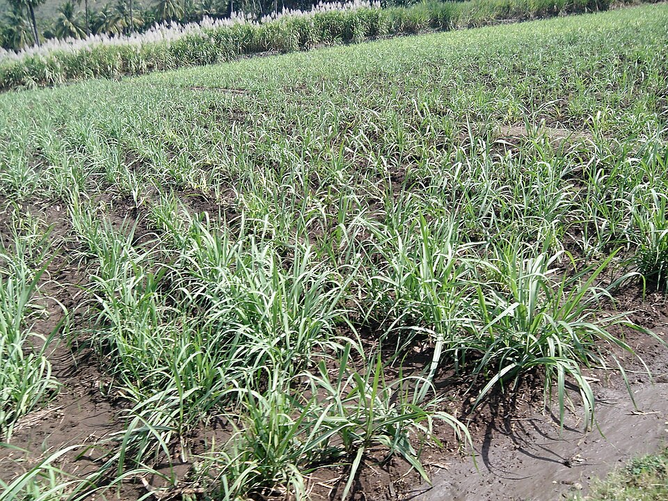 Rows of sugarcane growing in a field, with taller mature cane bearing feathery flower plumes along the far edge.
