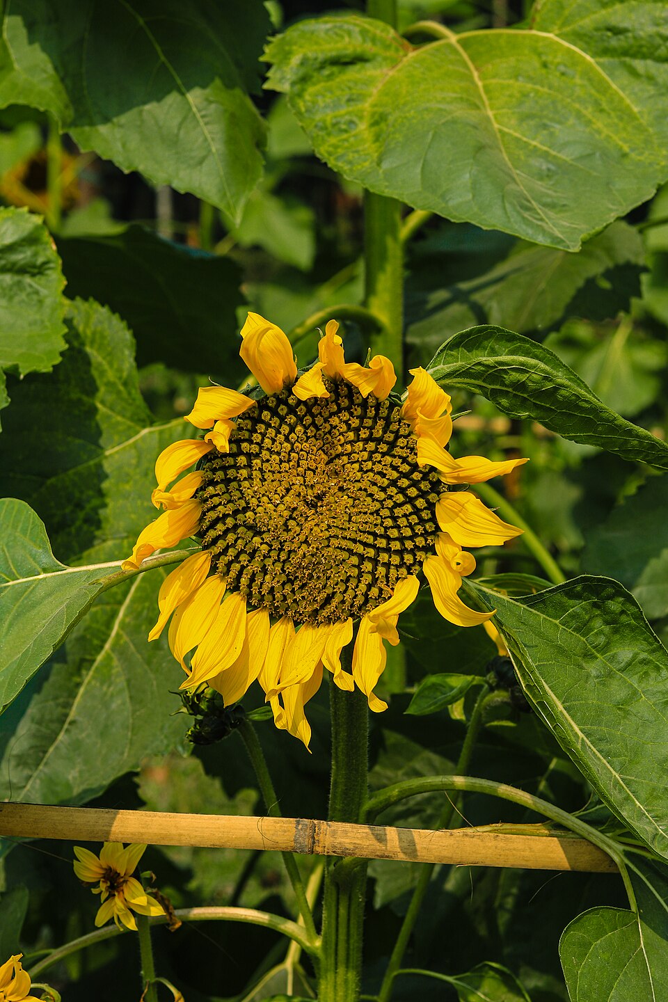 A sunflower head seen face-on, with a ring of yellow ray florets around a dark central disc packed with hundreds of tiny individual florets in spiral rows.
