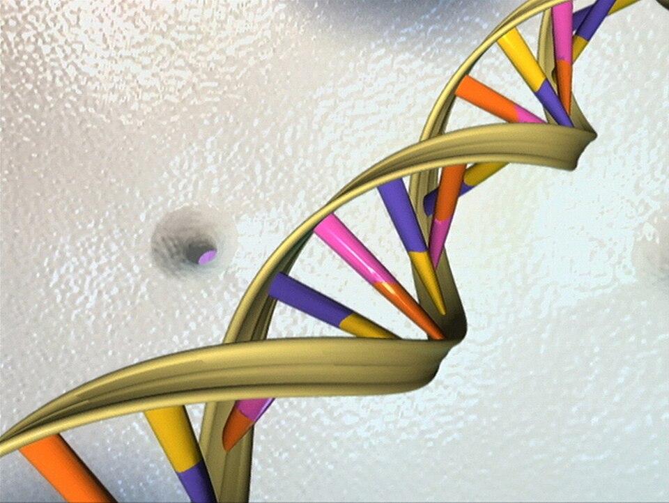 A three-dimensional illustration of the DNA double helix, showing two twisting sugar-phosphate strands joined by coloured base pairs.