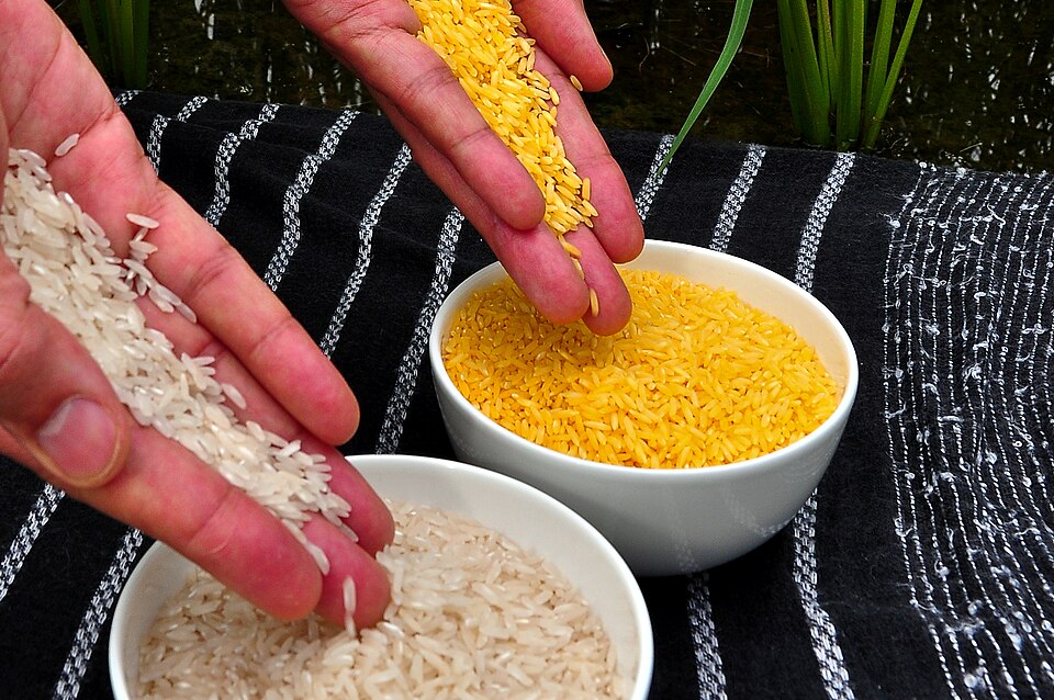 Two hands pouring rice into two white bowls side by side: deep yellow-orange golden rice grains in one and ordinary white rice grains in the other.
