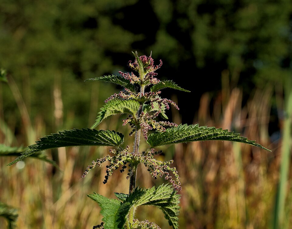 A flowering stinging nettle plant, its toothed opposite leaves and hairy stem lit from behind so the fine stinging hairs stand out.