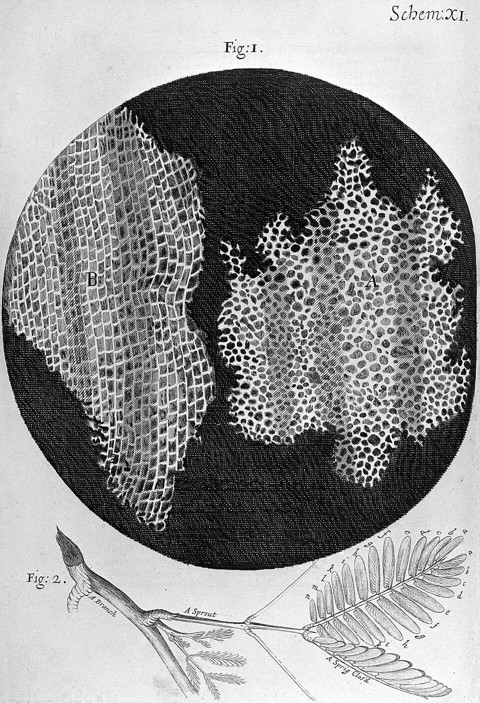 Robert Hooke's engraved plate from Micrographia showing two slices of cork under his microscope, one cut across and one along the grain, both filled with rows of small box-like compartments.