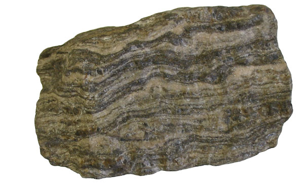 A hand specimen of gneiss photographed on a white background, its cut face showing alternating pale and dark mineral bands folded in wavy layers.